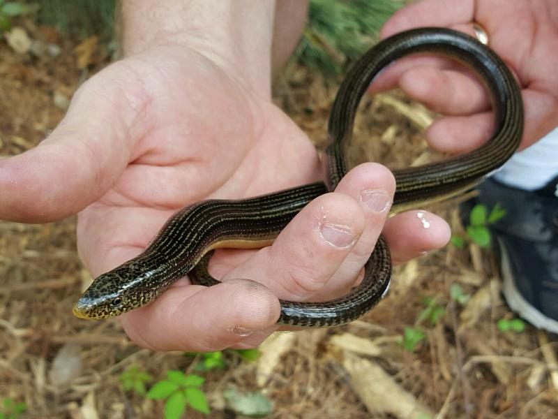 グラスリザード クリアランス